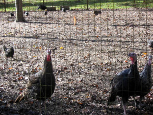 The turkeys are thankful to not be dinner